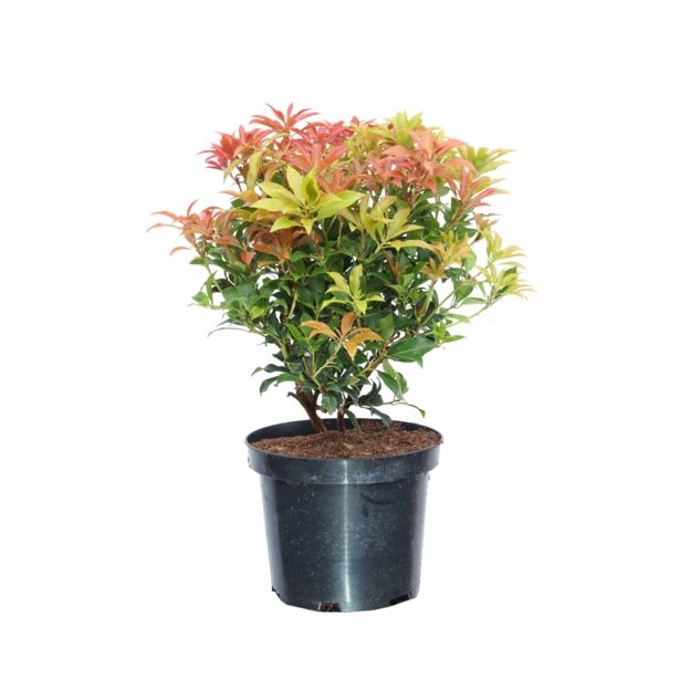 GRM PIERIS JAPONICA MOUNTAIN FIRE