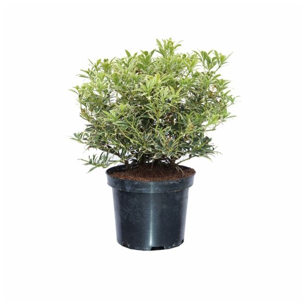 GRM PIERIS JAPONICA VARIEGATA