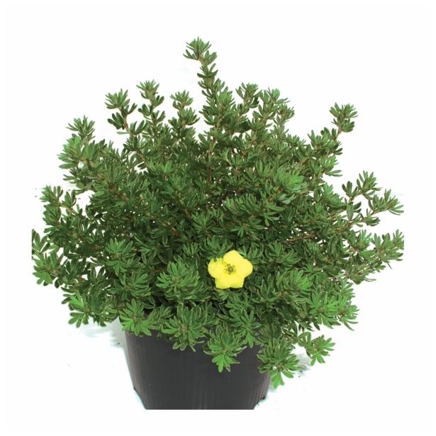 GRM POTENTILLA KOBOLD 2 L 20-30