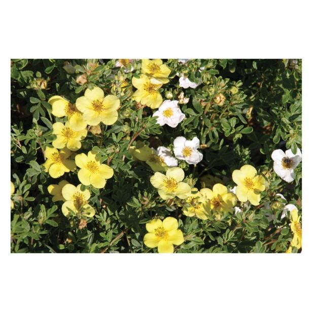 GRM POTENTILLA KOBOLD 2 L 20-30