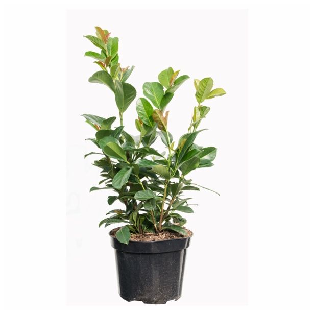 GRM PRUNUS LAUROCERASUS ETNA