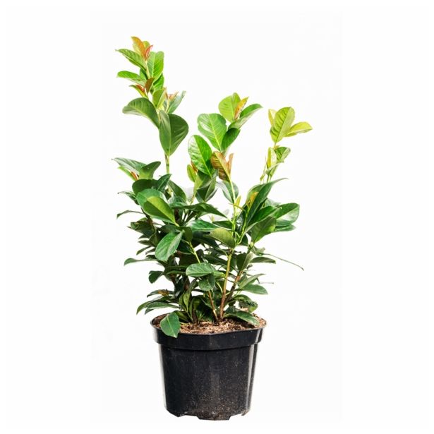 GRM PRUNUS LAUROCERASUS ETNA