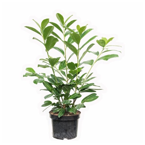 GRM PRUNUS LAUROCERASUS NOVITA