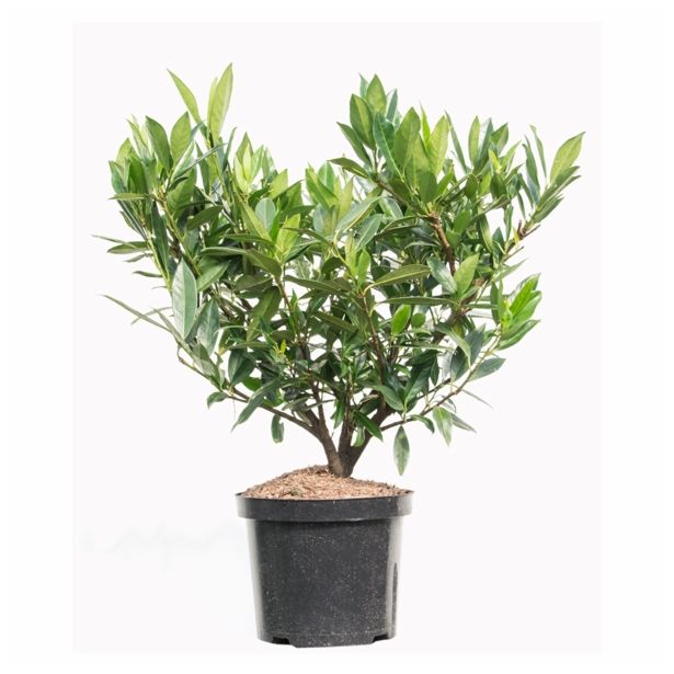 GRM PRUNUS LAUROCERASUS OTTO LUYKEN