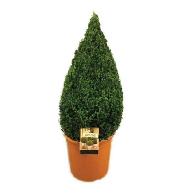 GRM PUŠPAN V PIRAMIDO