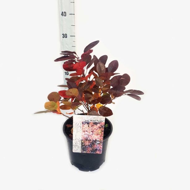 GRM RDEČELISTNI RUJ