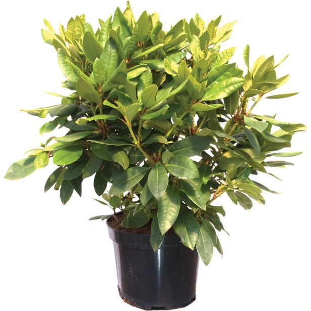 GRM RODODENDRON AZURRO