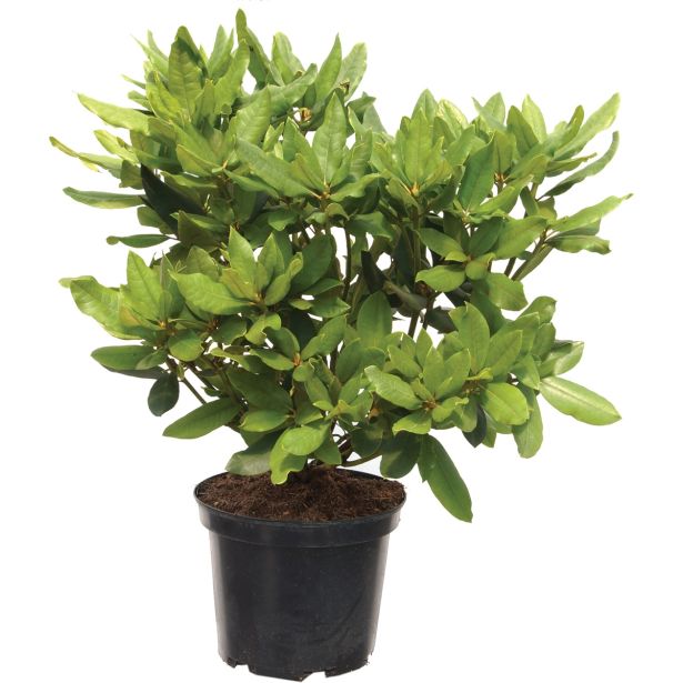 GRM RODODENDRON HACHMANNS FEUERSCHEIN