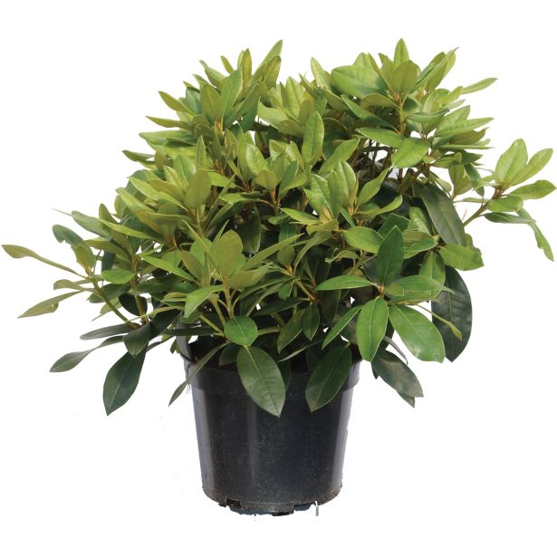 GRM RODODENDRON PERCY WISEMAN