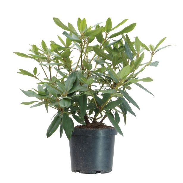 GRM RODODENDRON RABATZ