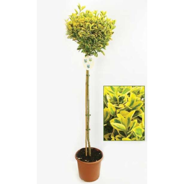 GRM RUMENO LISTNA TRDOLESKA NA STEBLU