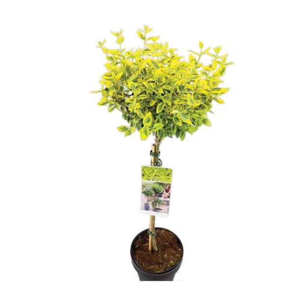 GRM RUMENO LISTNA TRDOLESKA NA STEBLU