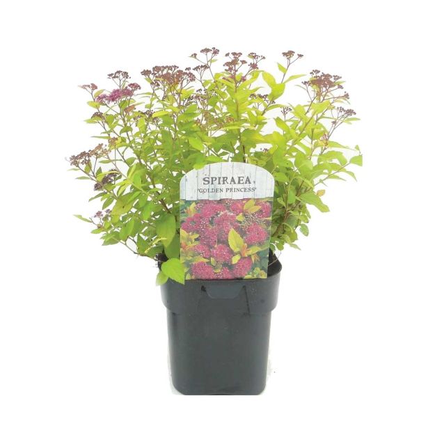 GRM RUMENOLISTNA JAPONSKA MEDVEJKA