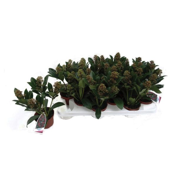 GRM SKIMIJA JAPONICA RUBELLA