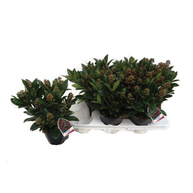 GRM SKIMIJA JAPONICA RUBELLA