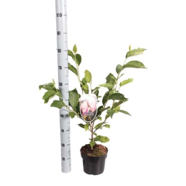 GRM SULANŽEVA MAGNOLIJA