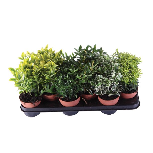 GRM TRDOLESKA EUONYMUS MIX