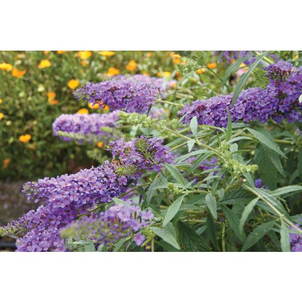 CVETOČA GRMOVNICA VOLMARY BUDDLEJA X HYBRIDA SUMMER BIRD