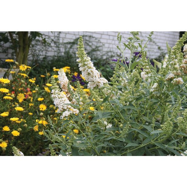 CVETOČA GRMOVNICA VOLMARY BUDDLEJA X HYBRIDA SUMMER BIRD