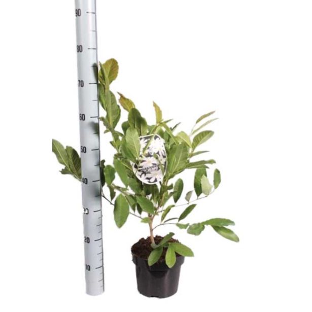 GRM ZVEZDASTA MAGNOLIJA