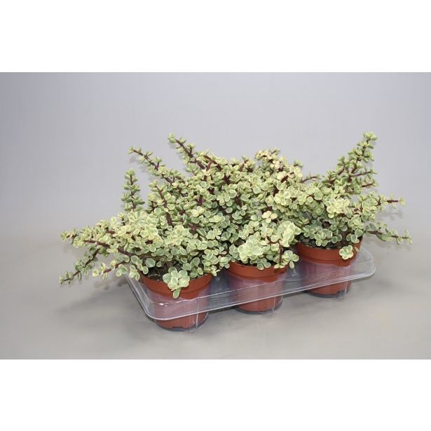 SOBNA ZELENA RASTLINA GRMASTI TOLŠČAK L12