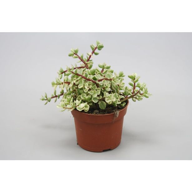 SOBNA ZELENA RASTLINA GRMASTI TOLŠČAK L12