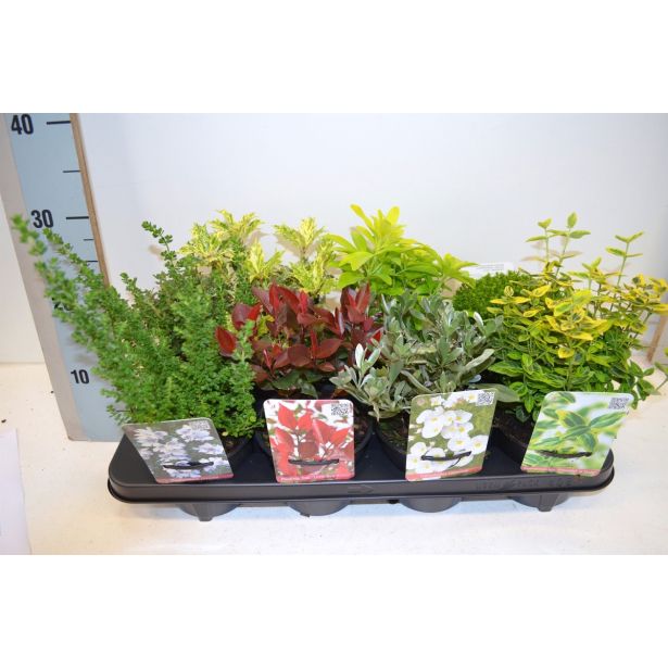 ZIMZELENI MIX GRMOV L13