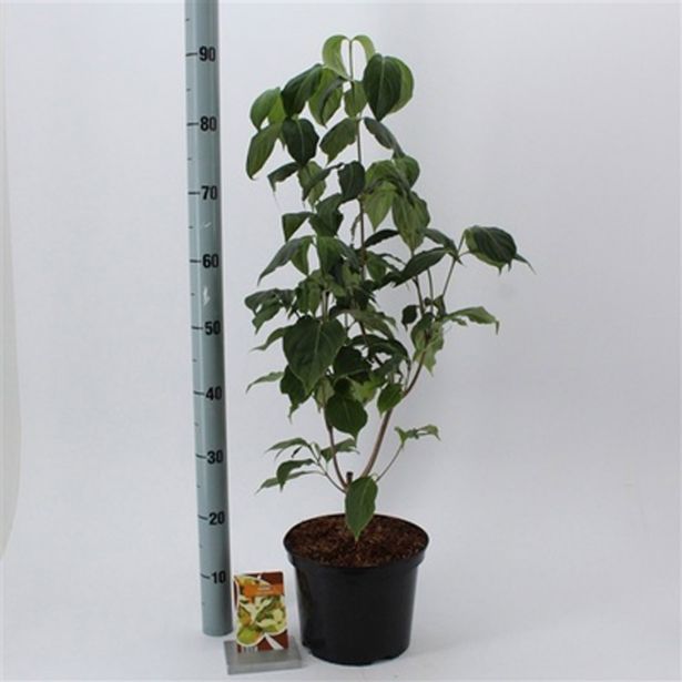 GRMOVNICA OKRASNA V LIST. JAPONSKI DREN CHINA GIRL L23