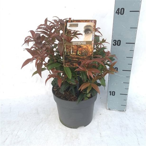 GRMOVNICA OKRASNA V LIST. LEVKOTOJA ROYAL RUBY L17