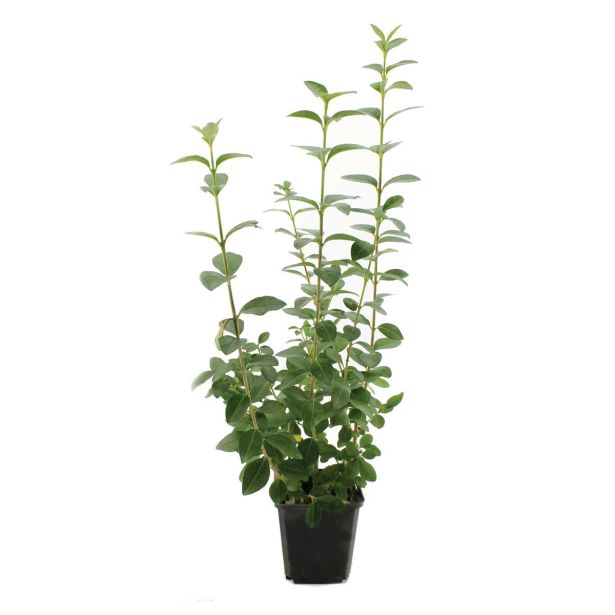 GRMOVNICA OKRASNA V LIST. LIGUSTER (KALINA)