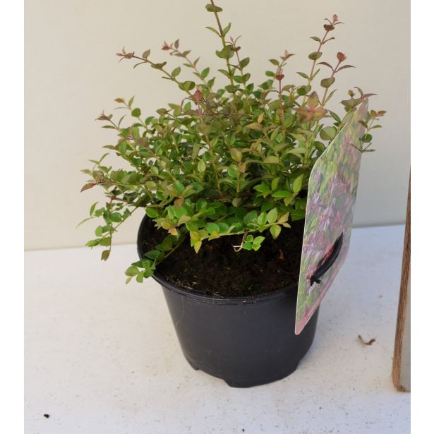 GRMOVNICA OKRASNA V LIST. LONICERA RED TIPS L17