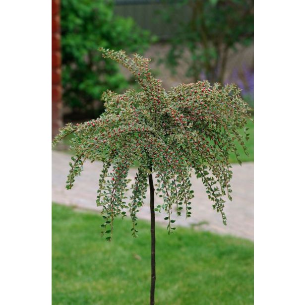 GRMOVNICA OKRASNA V LIST. PANEŠPLJICA ATROP. VARIEGATUS NA DEBLU L4 L