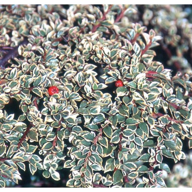 GRMOVNICA OKRASNA V LIST. PANEŠPLJICA ATROP. VARIEGATUS NA DEBLU L4 L