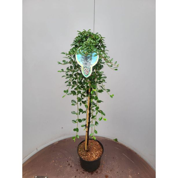 GRMOVNICA OKRASNA V LIST. PANEŠPLJICA MAJOR NA DEBLU L5 L