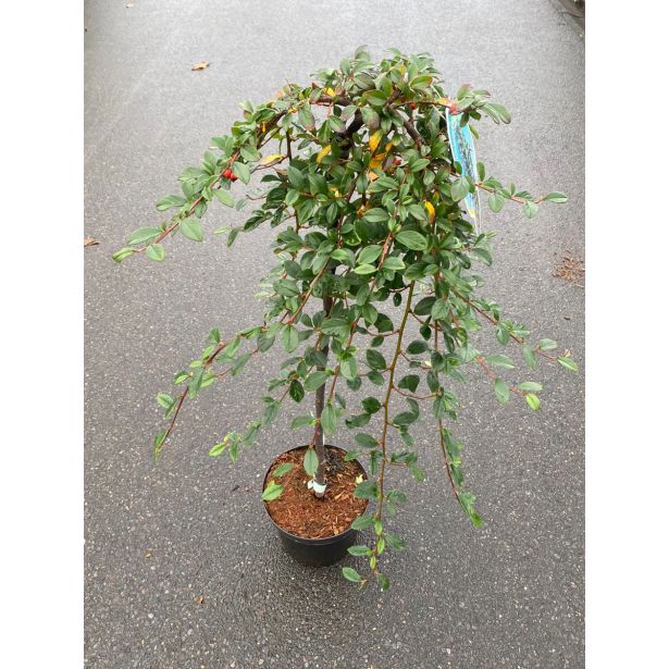 GRMOVNICA OKRASNA V LIST. PANEŠPLJICA MAJOR NA DEBLU L5 L