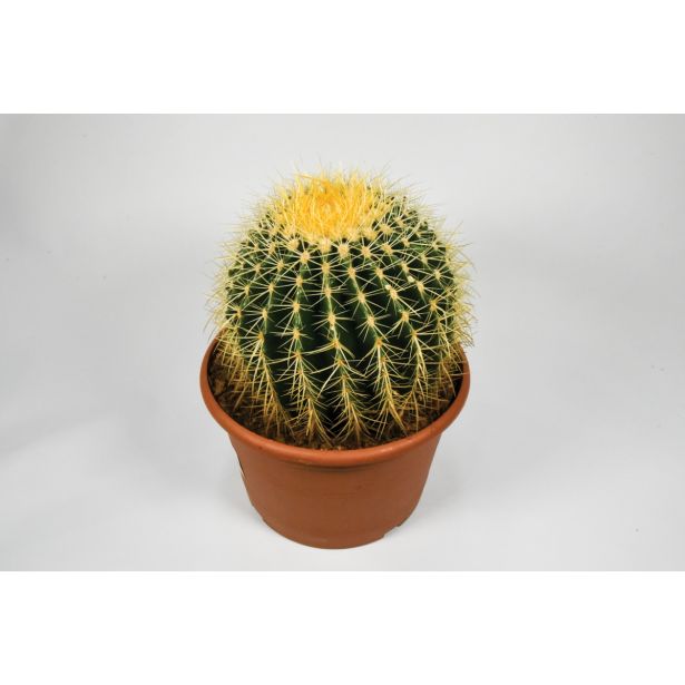 KAKTUS GRUSONOV JEŽKAR L26 VIŠ 30CM