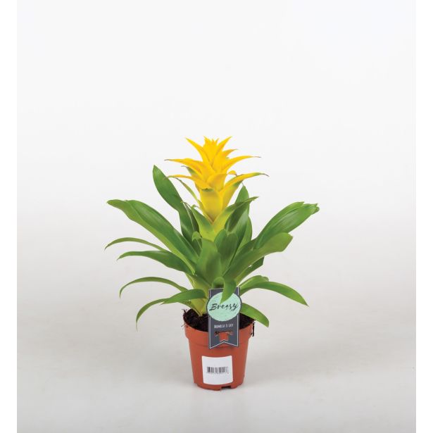 GUZMANIJA DIANA GUZMANIJA L12