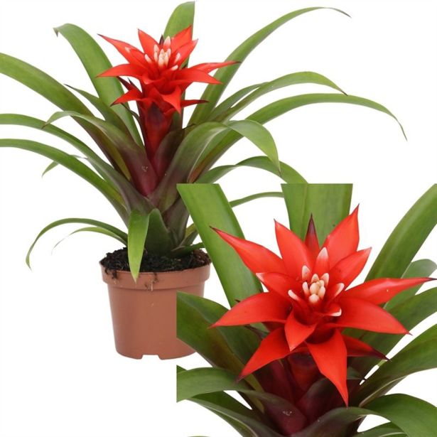 GUZMANIJA CONFETTI RDEČA L9