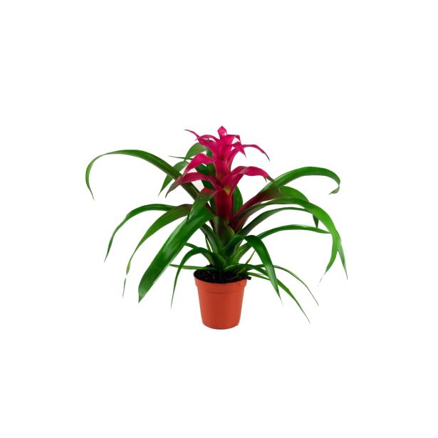 GUZMANIJA EDITH L5.5