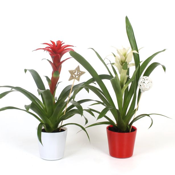 GUZMANIJA MIX CHRISTMAS L12