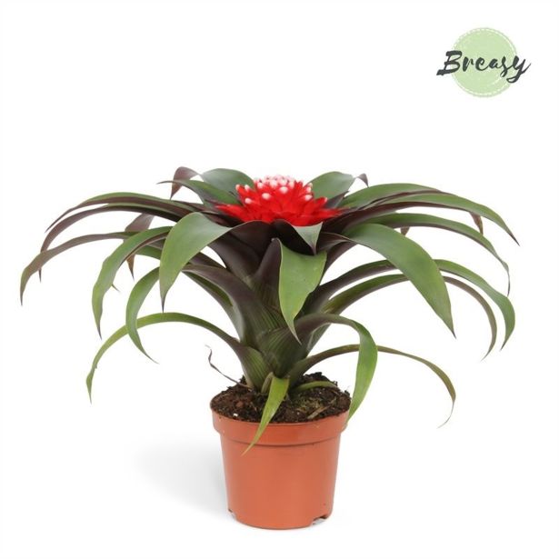 GUZMANIJA PRISCILLA L9