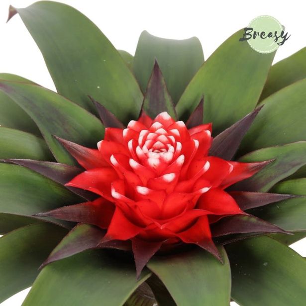 GUZMANIJA PRISCILLA L9