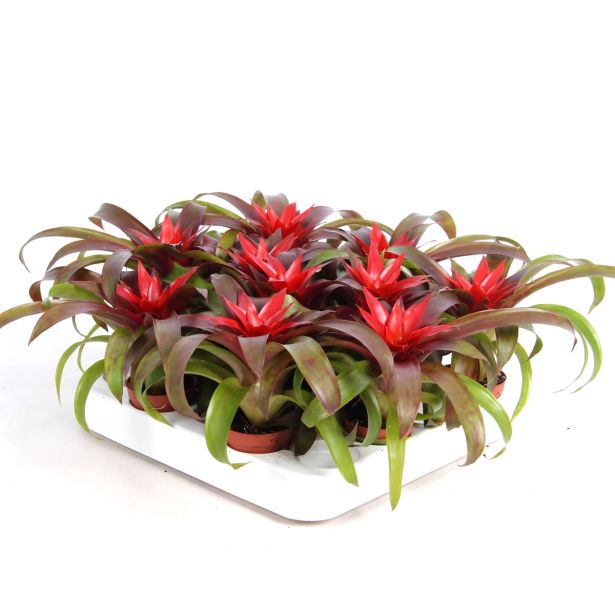 GUZMANIJA REVOLUTION L5.5