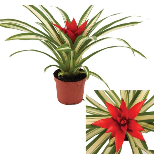 GUZMANIJA SUE ANNE RDEČA L9