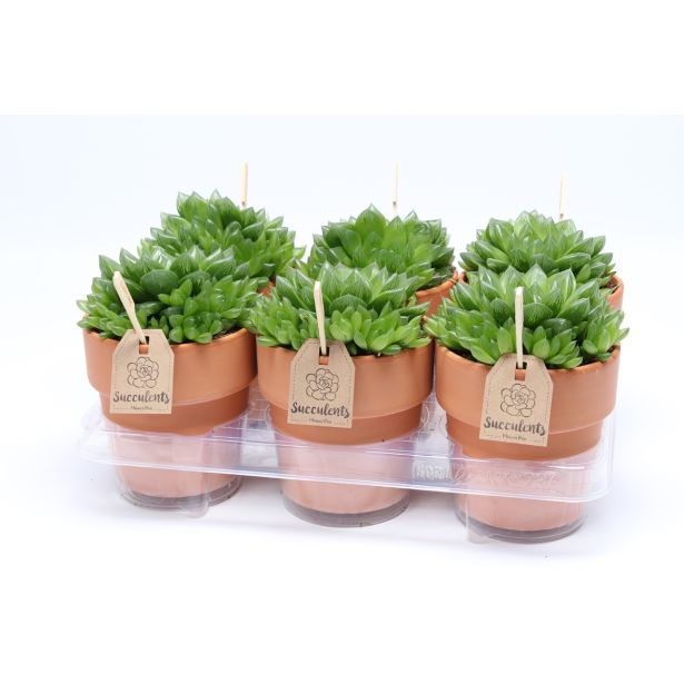 HAVORTIJA V OKRASNEM LONCU L13