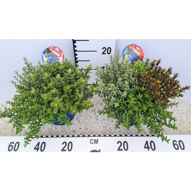 HEBA FRIENDS QUATTRO L17