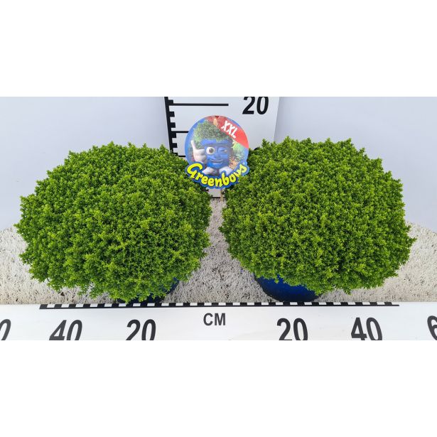 HEBA GREEN GLOBE L17