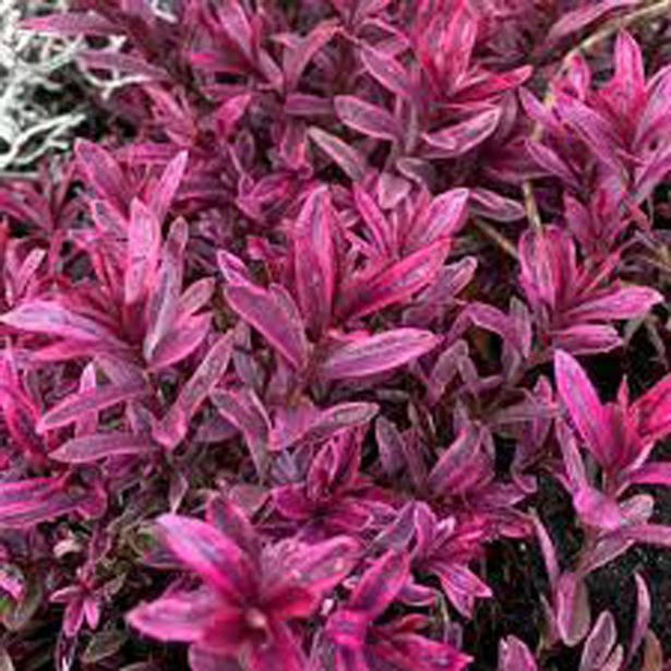 HEBA MAGIC COLOURS L10.5