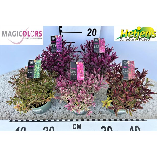 HEBA MAGICOLORS L12