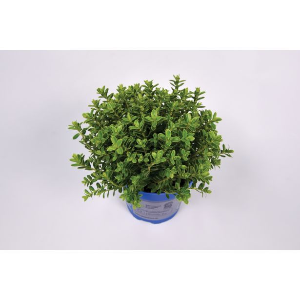 TRAJNICA HEBE, JETIČNIK ARMSTRONGI GREEN BOYS MIX